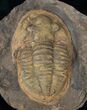 Asaphid Trilobite in Sandstone Concretion #13196-1